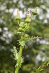 Sonchus asper