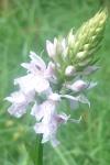 Dactylorhiza fuchsii