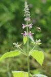 Stachys sylvatica