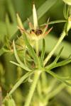 Geranium dissectum