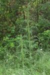 Cirsium palustre
