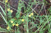 Hypericum humifusum