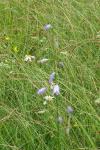 Campanula rapunculus