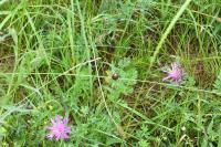 Centaurea jacea
