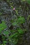 Silene dioica
