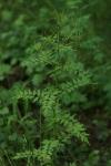 Cardamine impatiens