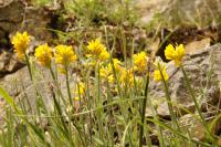 Genista sagittalis