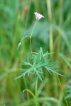 Geranium columbinum