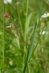 Lathyrus nissolia