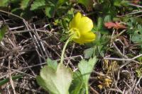 Ranunculus sardous