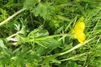 Ranunculus bulbosus