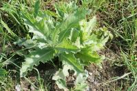 Onopordum acanthium