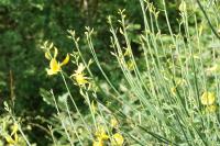 Spartium junceum