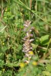 Orobanche minor