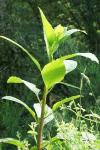 Phytolacca americana