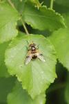Rubus