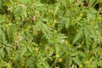 Geranium robertianum