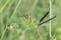 Vicia sativa