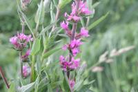 Lythrum salicaria