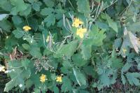 Chelidonium majus