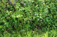 Vinca major