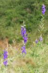 Delphinium consolida