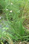 Alisma lanceolatum