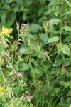 Dianthus armeria