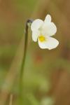Viola arvensis
