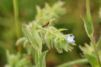 Lycopsis arvensis
