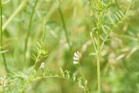 Ervilia hirsuta