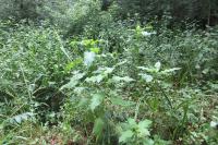 Dipsacus pilosus