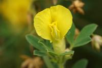 Cytisus lotoides
