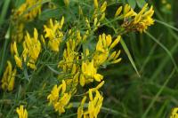 Genista tinctoria