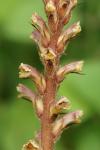 Orobanche