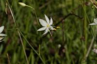Anthericum liliago