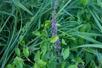 Lythrum salicaria