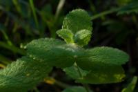 Mentha suaveolens