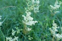 Filipendula ulmaria