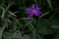 Centaurea jacea grp.