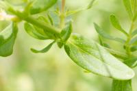 Hypericum perforatum