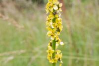 Agrimonia eupatoria
