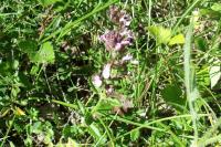 Teucrium chamaedrys