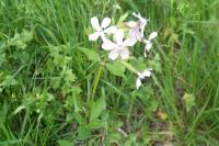 Saponaria officinalis