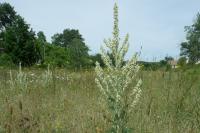 Verbascum lychnitis