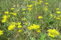 Petrosedum rupestre