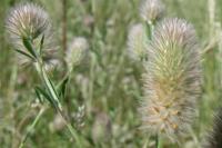 Trifolium arvense