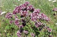 Origanum vulgare