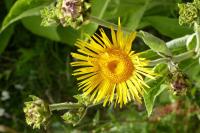 Inula helenium
