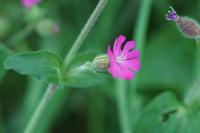Silene dioica